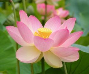 Puzzle Lotus ροζ λουλούδι